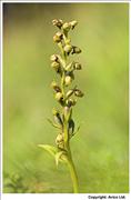 Frog Orchid - 2